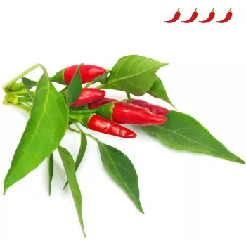 Click & Grow Piri-Piri-Chili plantekapsler til Smart Garden, 3-pak (SGR67X3)