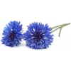 Click & Grow kornblomst plantekapsler til Smart Garden, 3-pak (SGR36X3)