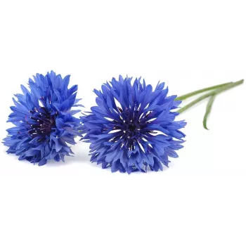 Click & Grow kornblomst plantekapsler til Smart Garden, 3-pak (SGR36X3)