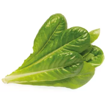 Click & Grow SGR50X3 salat plantekapsler påfyldningspakke (3-pak)