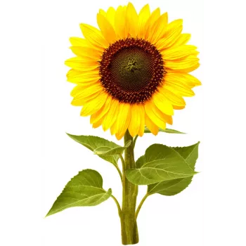 Click & Grow mini-solsikke plantekapsler til Smart Garden, 3-pak (SGR65X3)