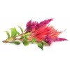 Click & Grow hanekam plantekapsler til Smart Garden, 3-pak (SGR4X3)