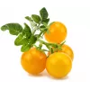 Click and Grow Smart Garden Refill 3-pack Mini Tomato Plant Pods