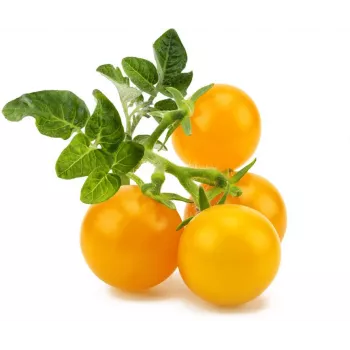 Click and Grow Smart Garden refill 3-pak mini-tomatplante-kapsler