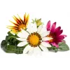 Click & Grow gazanie-planterkapsler til Smart Garden, 3-pak (SGR92X3)