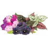 Click & Grow Vibrant Flower Mix planterkapsler til Smart Garden, 9-pak (PPMVBX9)