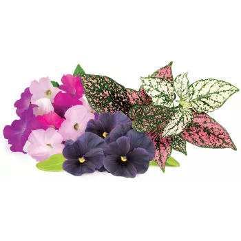 Click & Grow Vibrant Flower Mix planterkapsler til Smart Garden, 9-pak (PPMVBX9)
