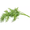 Click & Grow SGR49x3 dild-planterkapsler påfyldningspakke 3-pak