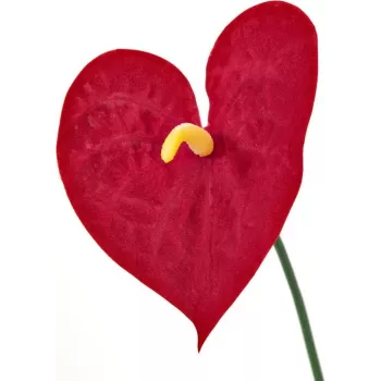 EUROPALMS kunstig anthurium, 70 cm 82530164
