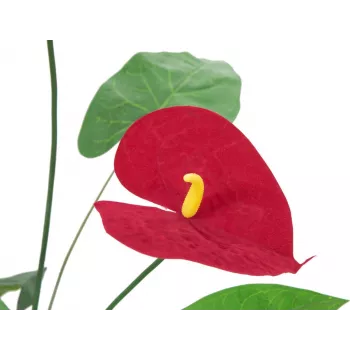 EUROPALMS kunstig anthurium, 70 cm 82530164