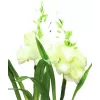 EUROPALMS Aronstab, 3-sæt med LED, hvid, 85 cm (83330302)