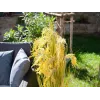 EUROPALMS kunstig rørgræsbundt, 118 cm 82600136