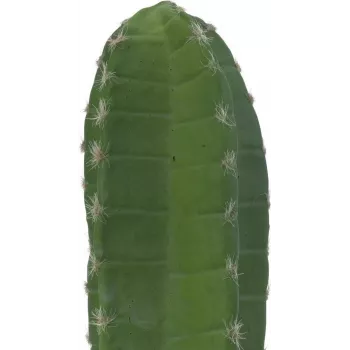 EUROPALMS mexicansk kaktus kunstplante, grøn, 97 cm 82801070