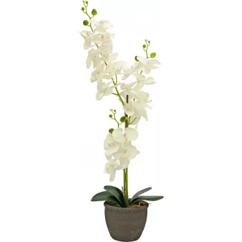 EUROPALMS Orchid Artificial Plant, Cream, 80cm 82530361