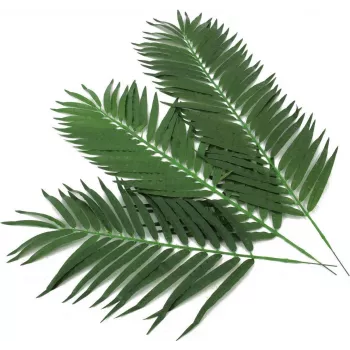 EUROPALMS Kunstige kokospalme-blade, 80 cm, 12-dele sæt 82509895