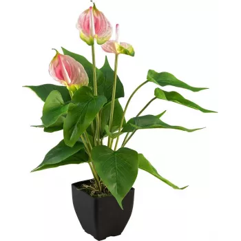 EUROPALMS Artificial Anthurium, White-Pink 82540348