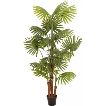 EUROPALMS Kunstig viftepalme, 165 cm 82509305