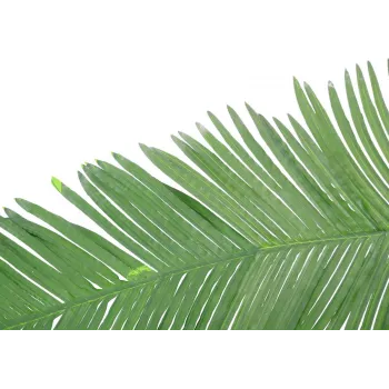EUROPALMS Kunstig kokos-kongepalmeblad, 180 cm 82509847