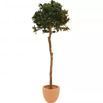 EUROPALMS Kunstig laurbærkugletræ, 180 cm 82506946