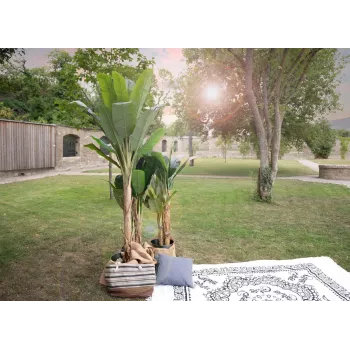 EUROPALMS kunstig banantræ, 210 cm 82509507