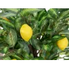 EUROPALMS kunstigt citrontræ, 150 cm 82507815