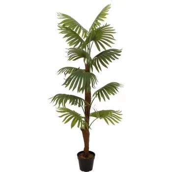 EUROPALMS viftepalme kunstplante, 155 cm 82509303